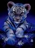 Tiger Hello