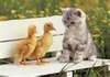 Hello Kitty Duck