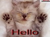 Hello sweet kitty