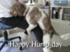 Happy Hump-day