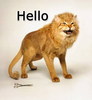 Hello Leon Cat Head
