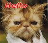 Hello Funny