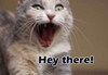 Hey There ! Cat Scary