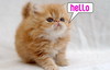 Hello 