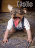 Hello Dog Head