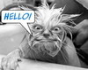 Hello Monstr