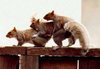 Hot Animals