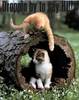 Droppin By To Say Hi! Kitties