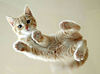 Hello Funny Cat