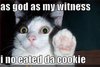 Hello Cat