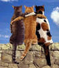 Friends Cats