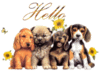 Hello Puppies