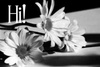 Hi Flowers
