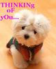 Thinking Of You Puppy