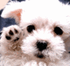 Bye Animated Dog
