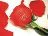 I love u rose