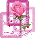 Hello Pink Rose