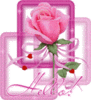 Hello Pink Rose