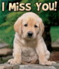 I Miss You Puppy