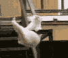 Funny Cat