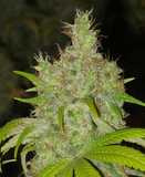 Buds
