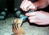 Chipmunk Toke
