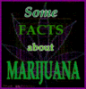 Facts About Marijuana