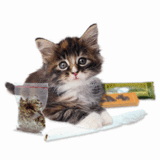 Weed Kitty