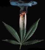 Weed