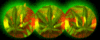 Weed Leaves