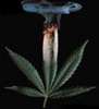 Weed