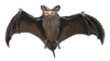 Bat