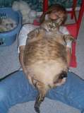 Fat Cat