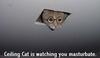 Ceiling Cat