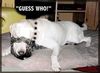 Guess who cat dog
