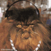 Headphone Kitty