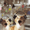 Headbanging Cats