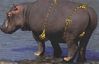 Hippo bikini