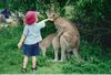 Humping roos