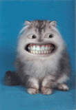 Smiling Cat