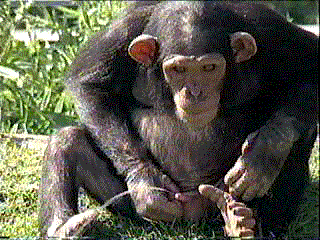 Thirsty Chimp