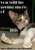Punkass Cat