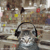 Rockin Kitten