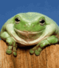 Smiling Frog