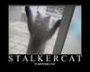 Stalker Cat