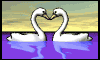 Swan Love