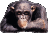 Thumbs Up Monkey