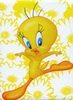 Tweety