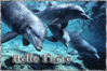 Dolphins Hello There