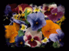 Happy Mother's Day! Flowers